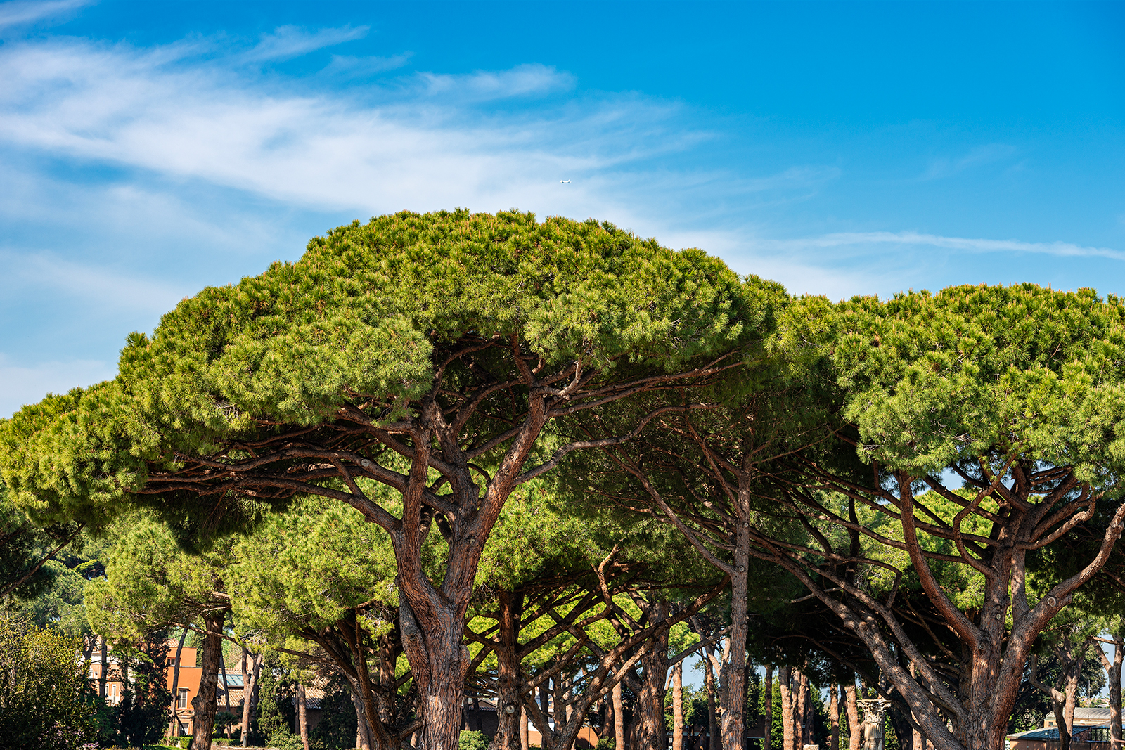Cervia